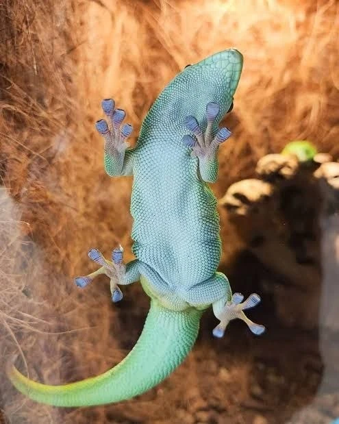 🦎В Калининградском зоопарке появились новые обитатели террариума.  В Калининградском зоопарке в сект