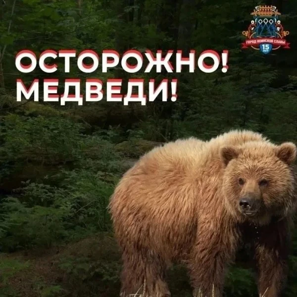 📌 Медведь бродит в Петропавловске-Камчатском