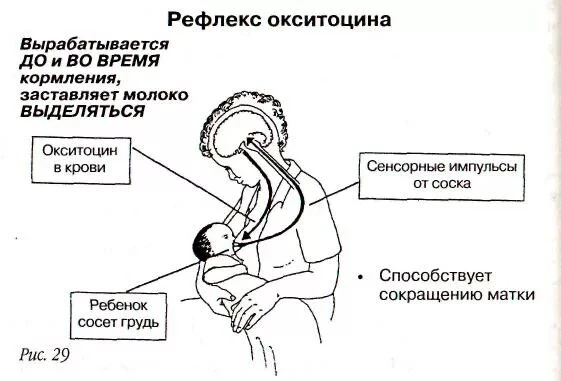 #гормоны #окситоцин