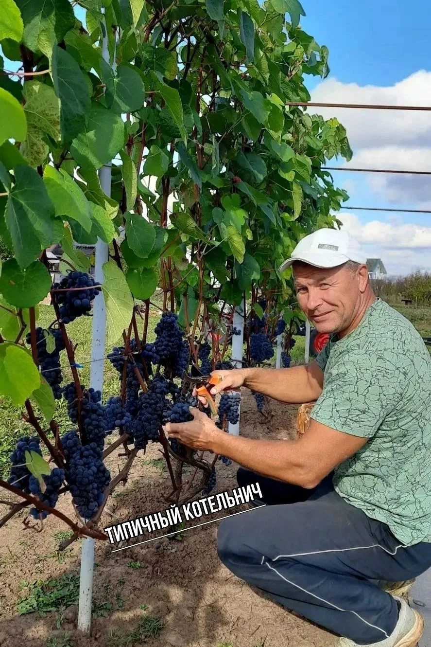 🍇 ВИНОГРАД В КИРОВСКОЙ ОБЛАСТИ? ЕЩЁ КАК! В КОТЕЛЬНИЧЕ СОБРАЛИ ВПЕЧАТЛЯЮЩИЙ УРОЖАЙ