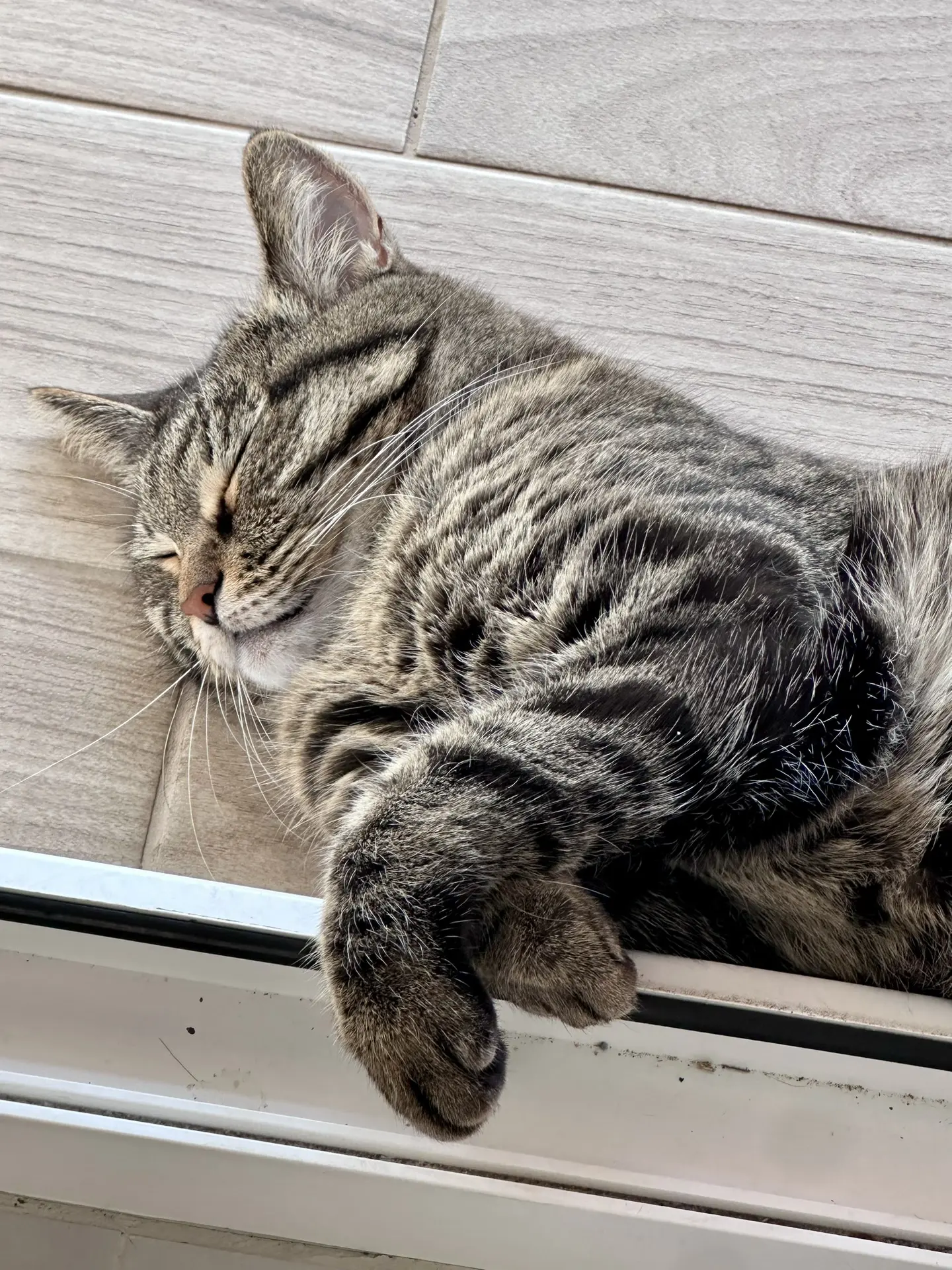 Кошка на кайфах 🤭😆