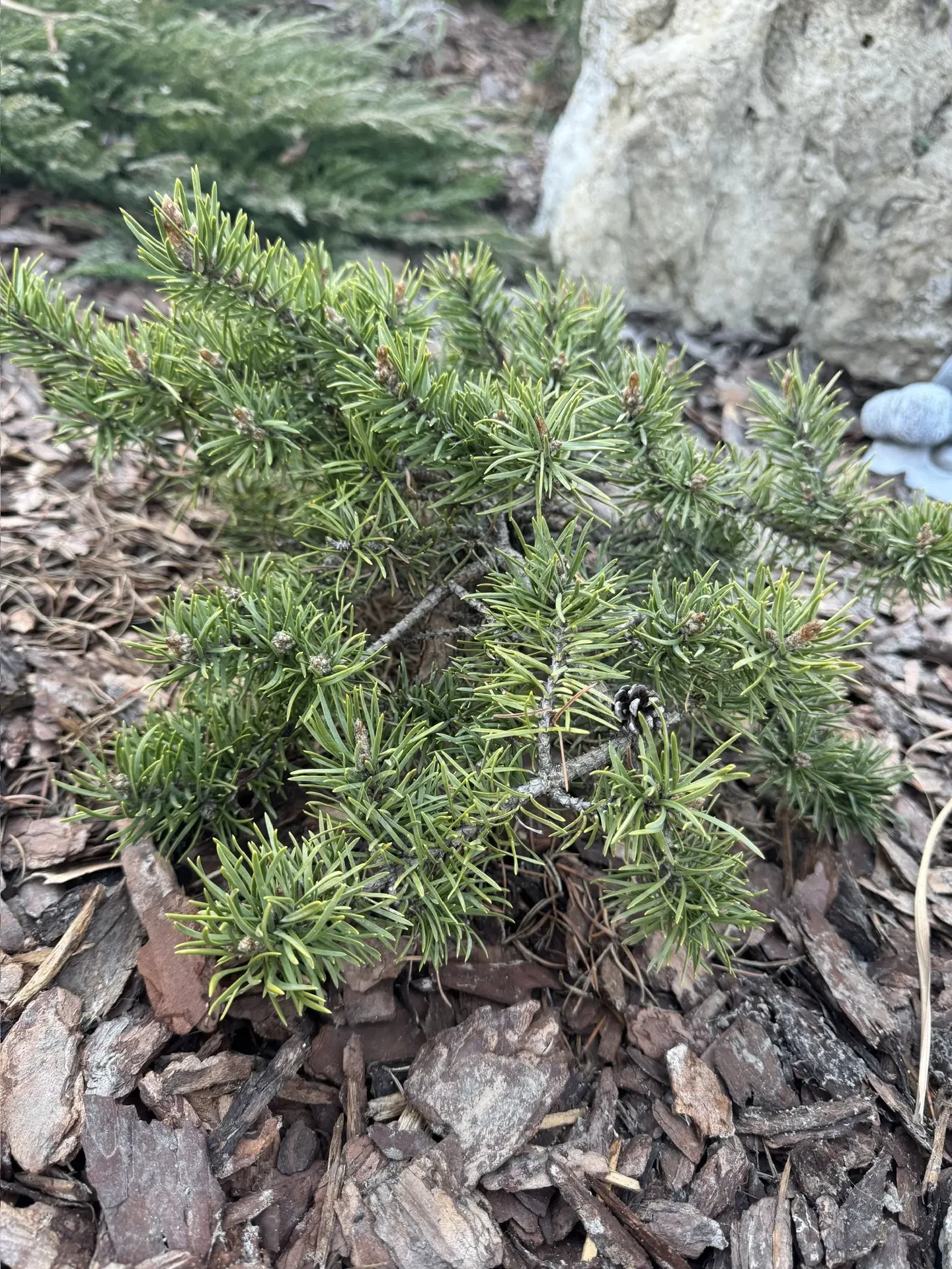 Pinus banksiana 'Tucker’s Dwarf'
Сосна Банкса

Ивановская область
Возраст: 6 лет
Размер: высота 30см