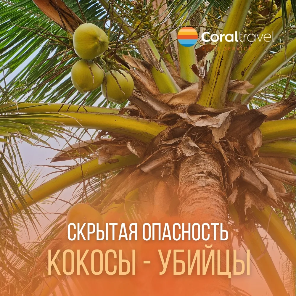 Кокосы-убийцы! Как не стать цифрой в статистике? 😱  Многие думают, что главная угроза на пляже — это