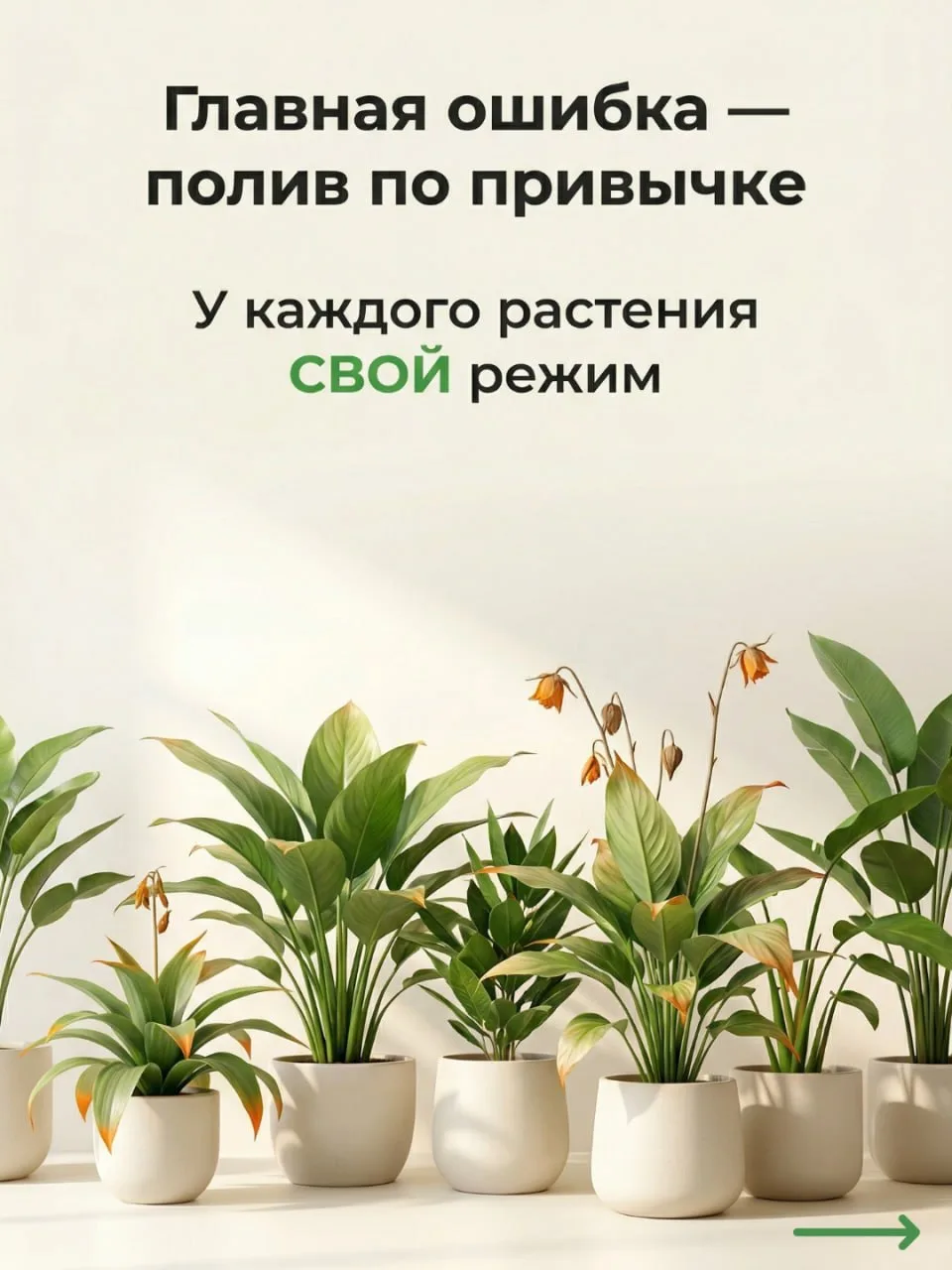 Секреты полива и питания комнатных джунглей: шпаргалка от ОрганикМикс 🌿  По статистике 93% россиян в