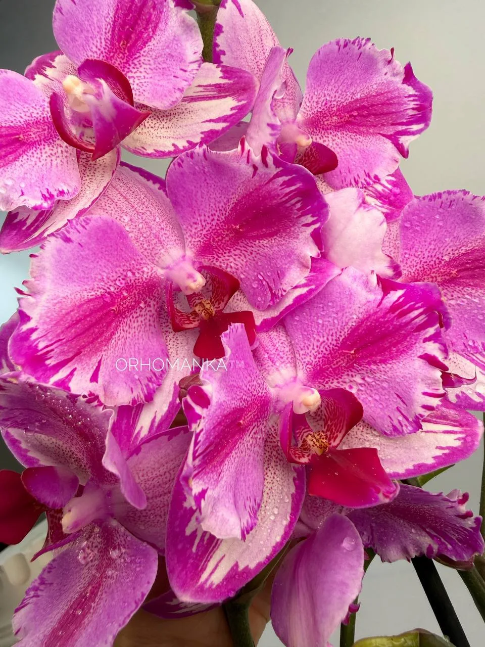 🌸 Уверены, что разнообразие орхидей вас уже ничем не удивит?