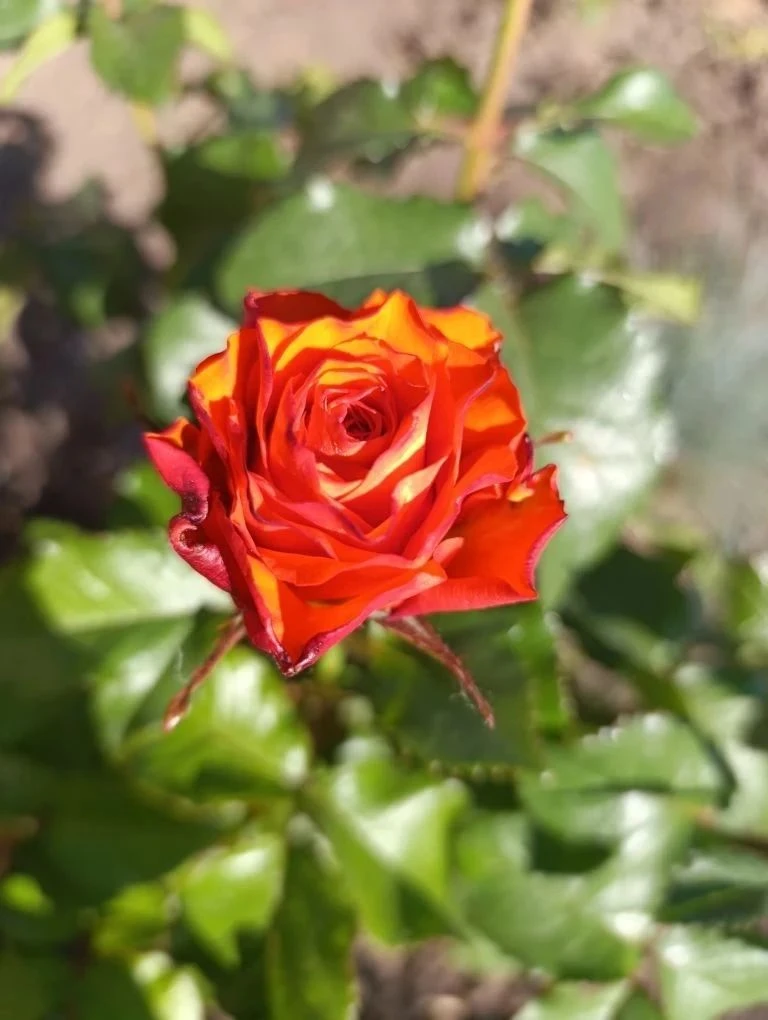 🌹10 июля отмечается День розы. В этот день хочется остановиться на минуту и полюбоваться прекрасным