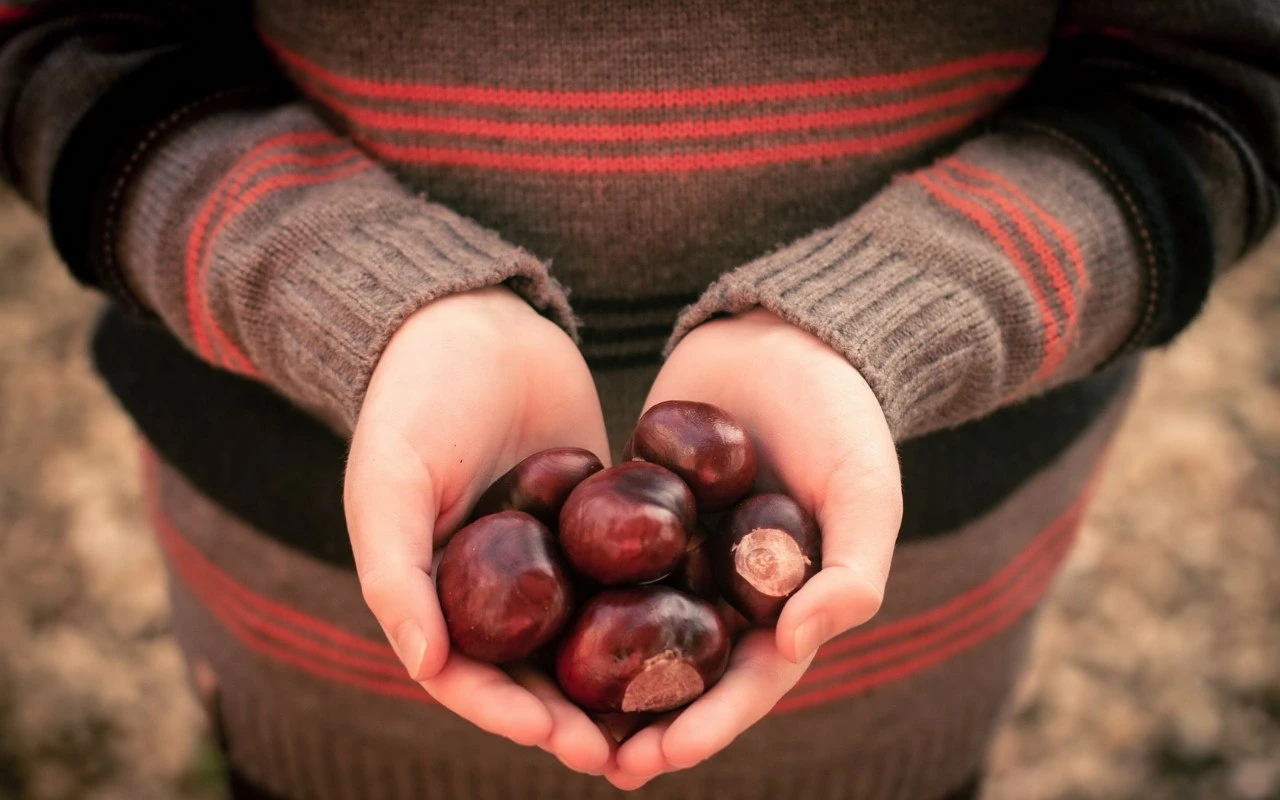 🌰 3 октября — День поиска... каштанов!