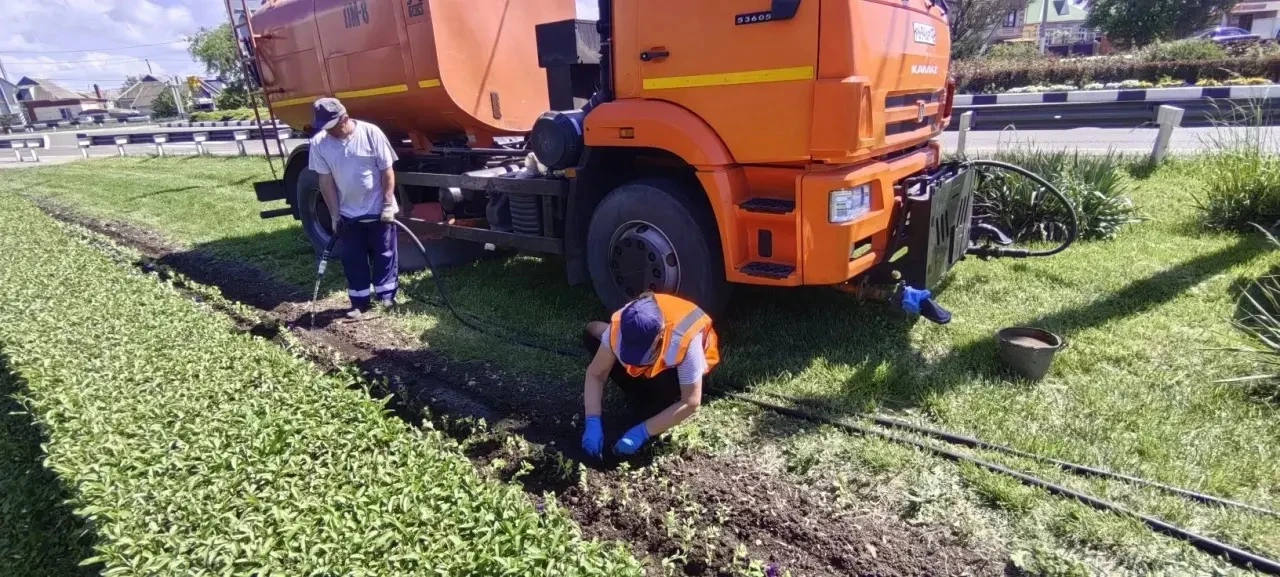 Городские клубы находятся под пристальным вниманием озеленителей.   Они тщательно следят за растения