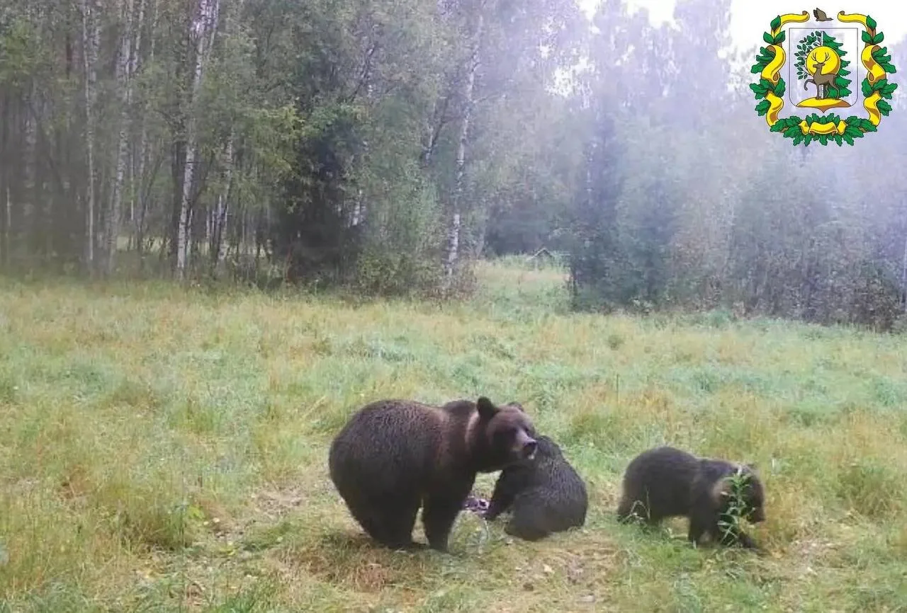 Косолапое семейство в Сокольском округе.