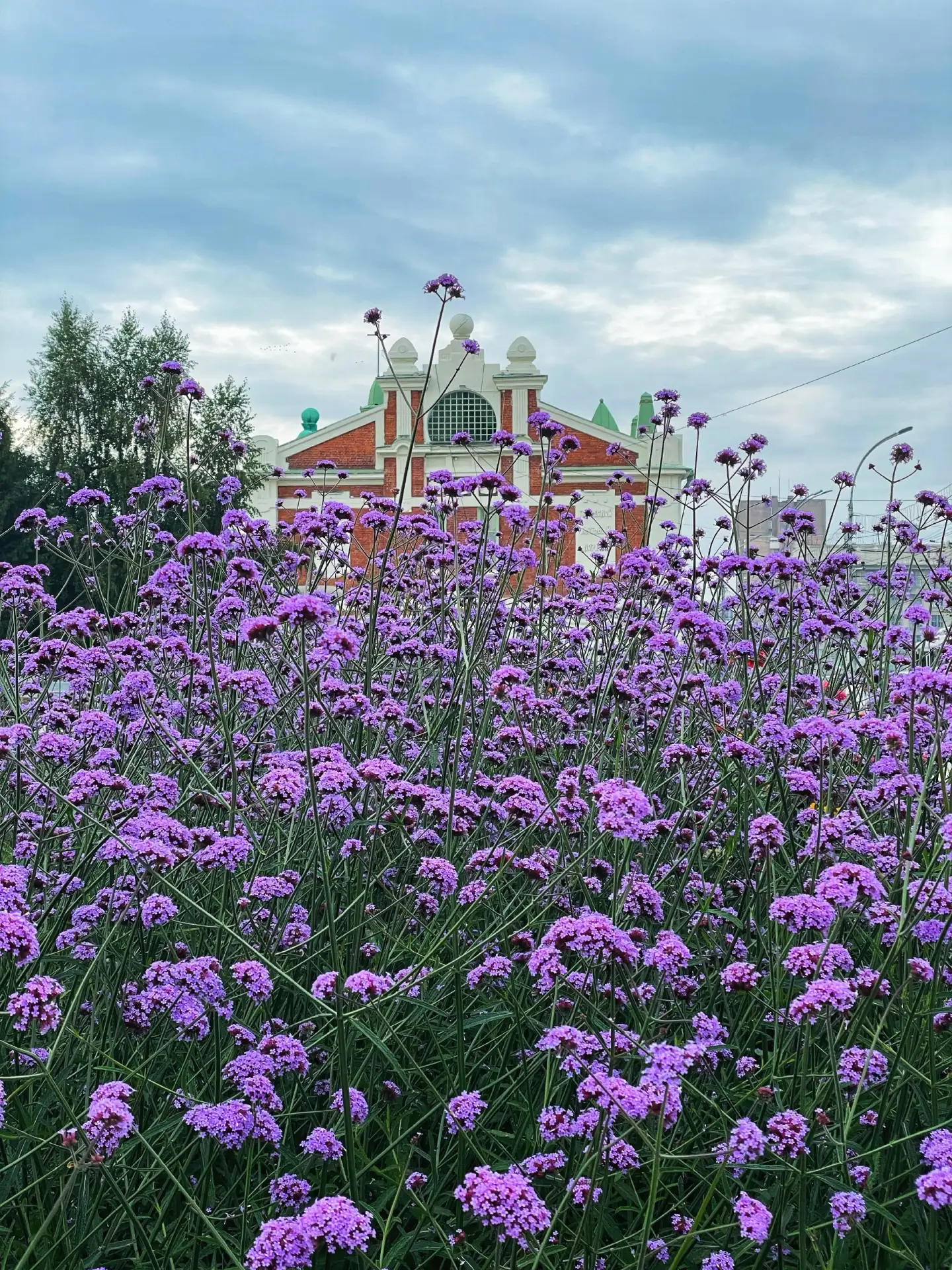 В Новосибирске стало чуть прохладнее, но лето продолжается! 🌸🌷🌺
