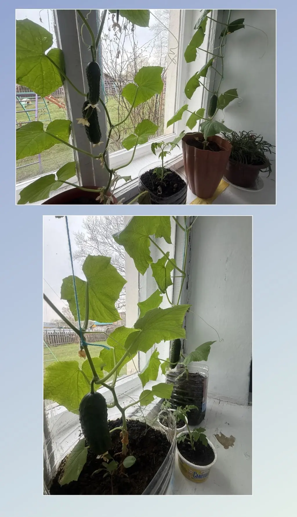 🌱 Огород на окне: маленькие грядки — большие открытия! 🌱