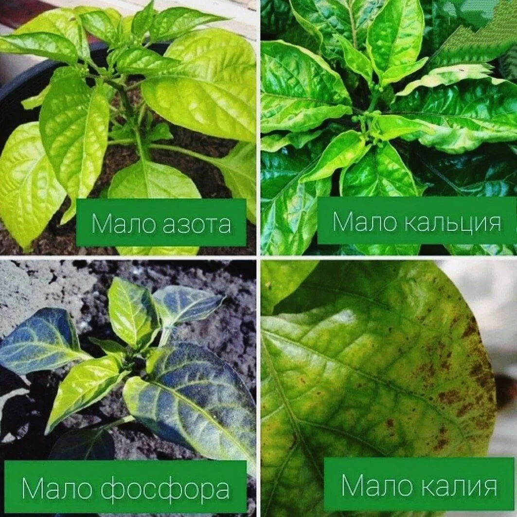 🫑 Как удобрять перцы и как определить по листьям чего не хватает