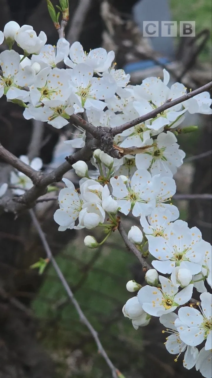 🌺Доброе утро, друзья!   🌸Идем навстречу новому дню с позитивом и красочными фото цветения природы, к