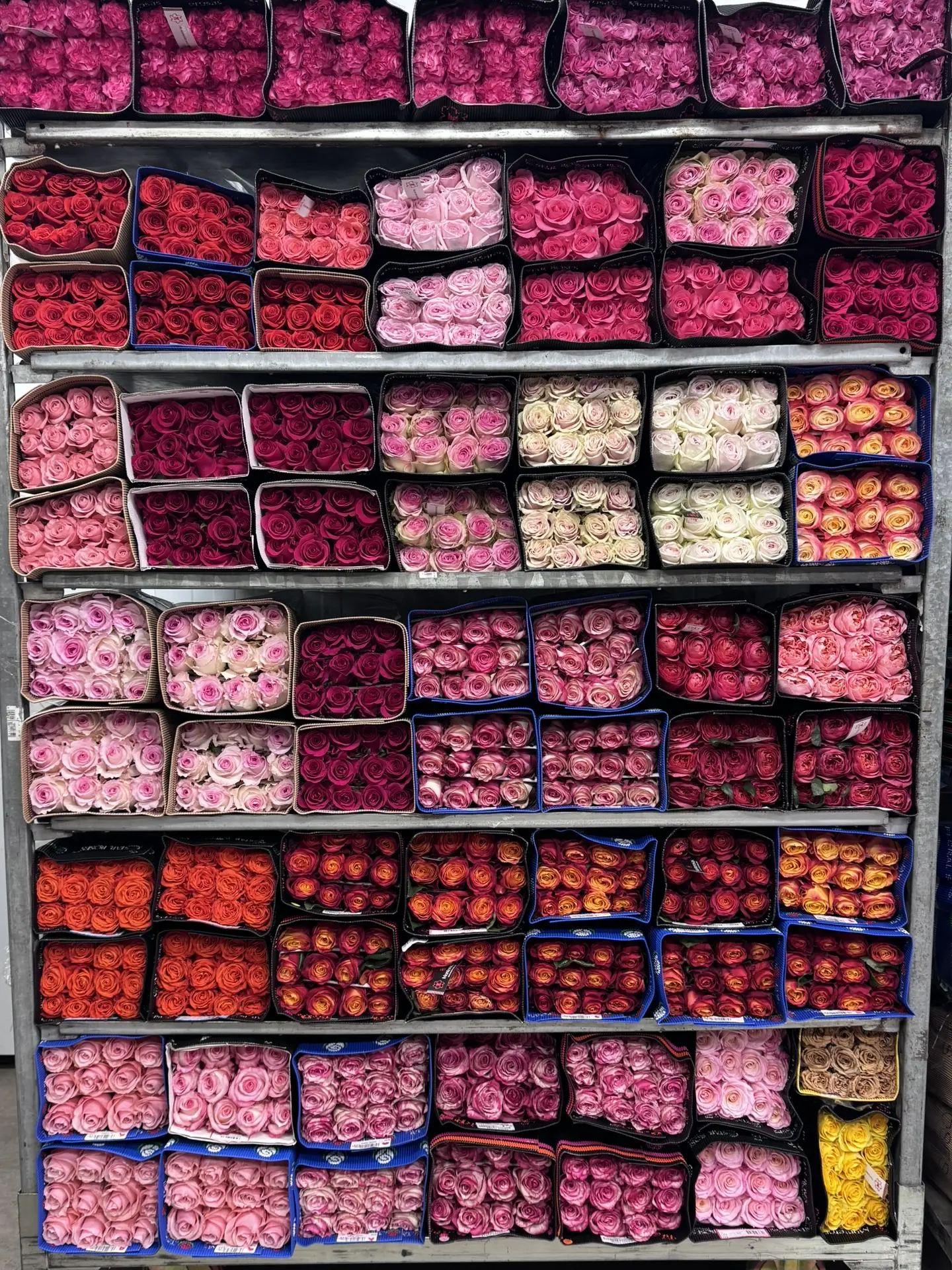 Свободный ассортимент эквадорской розы 🌹