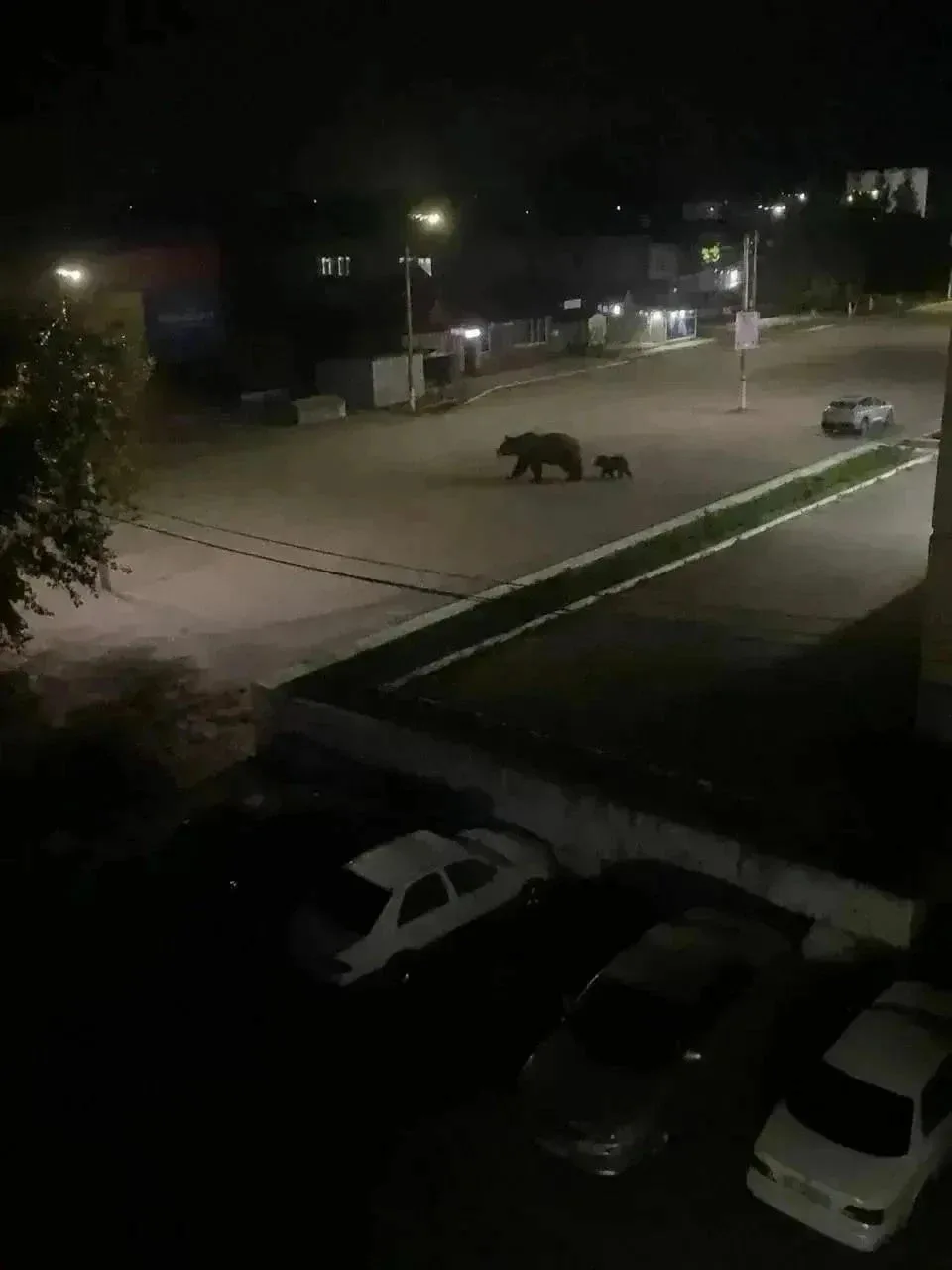 Медведей заметили в Заринске 🤔