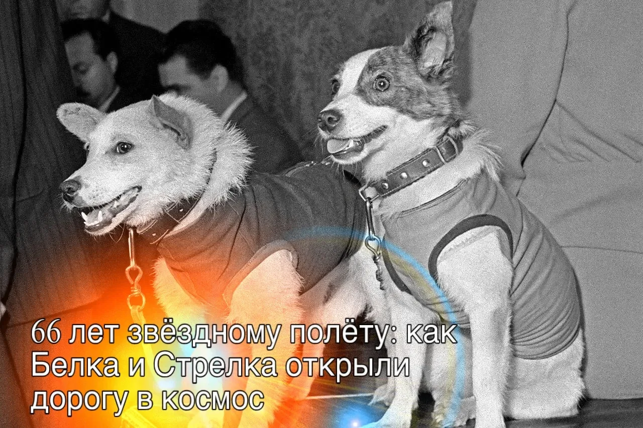 🐕🚀 66 лет назад Белка и Стрелка первыми вернулись на Землю с орбиты! Их полёт на «Спу...
