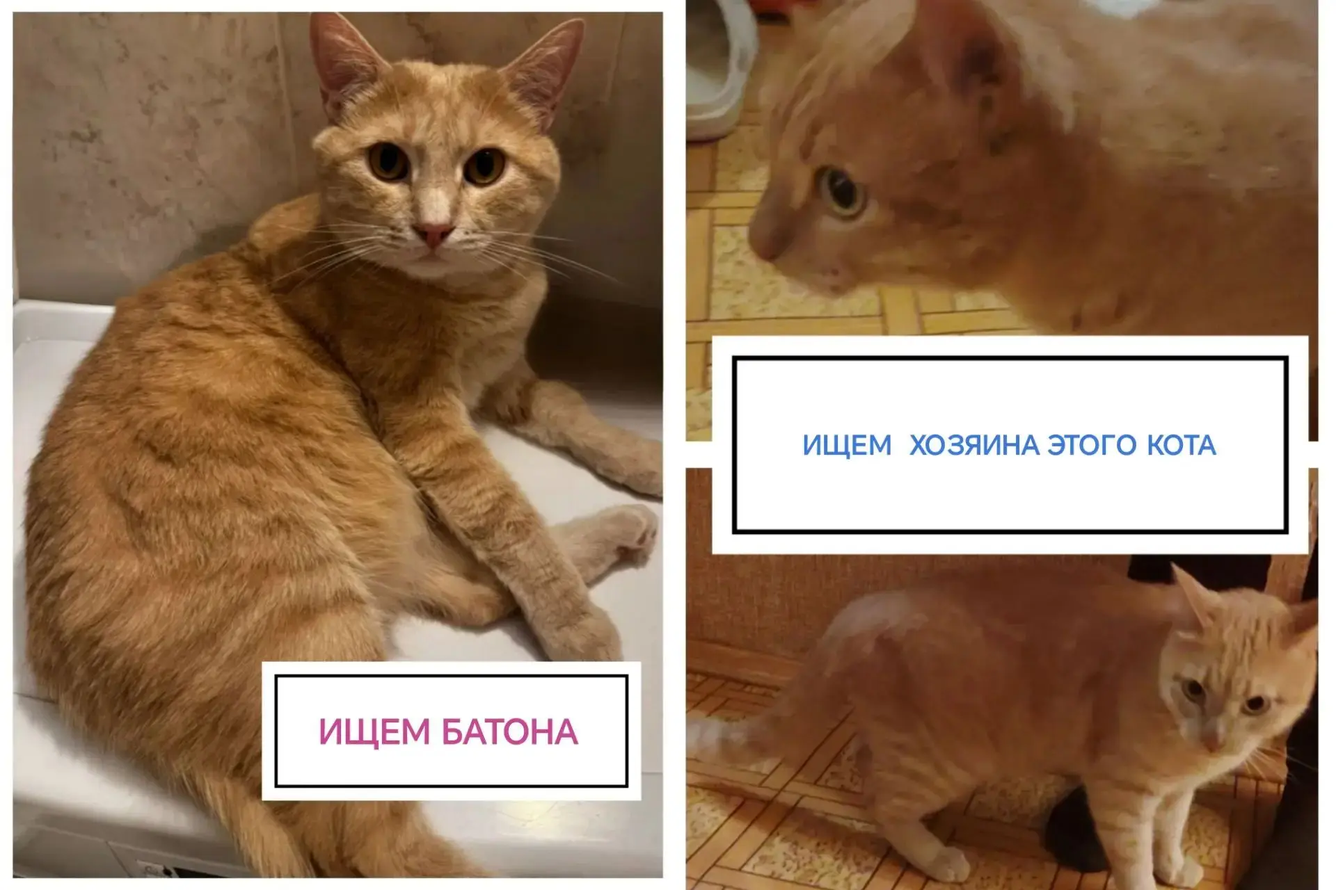 🔴СРОЧНО! ДВА ПОИСКА! ПОМОГИТЕ, ПОЖАЛУЙСТА! РЕПОСТ!🔴
