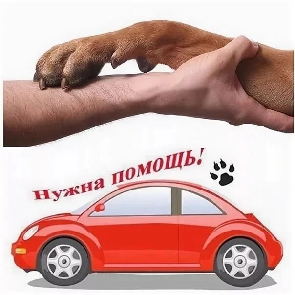 Передержке Ия Ли  очень нужна помощь автоволонтеров.