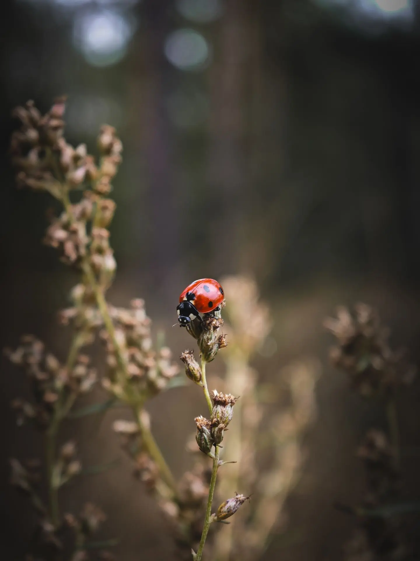 Осенняя 🐞