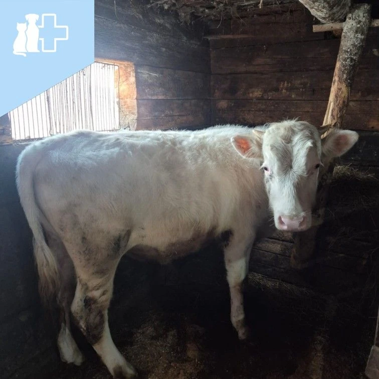 🐄🩸 Интересный факт: группы крови у коров!