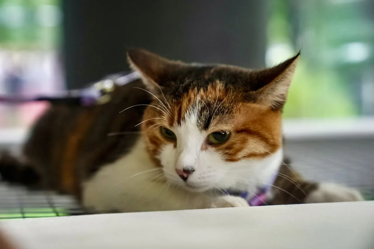 🐱66 кошек и собак из приютов Москвы нашли новую семью на фестивале «Моспитомец × Четве...