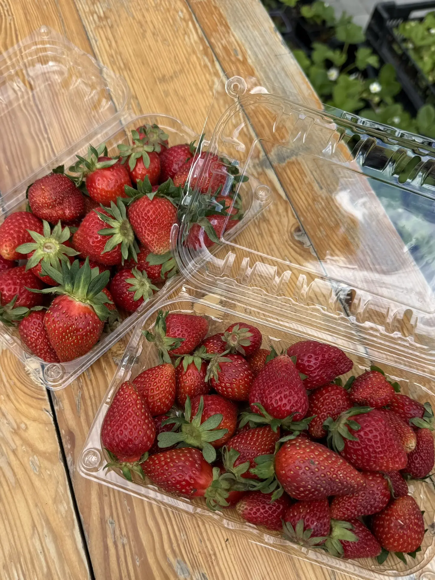 🍓 УРА! МЫ ОТКРЫЛИ ЯГОДНЫЙ СЕЗОН! 🍓