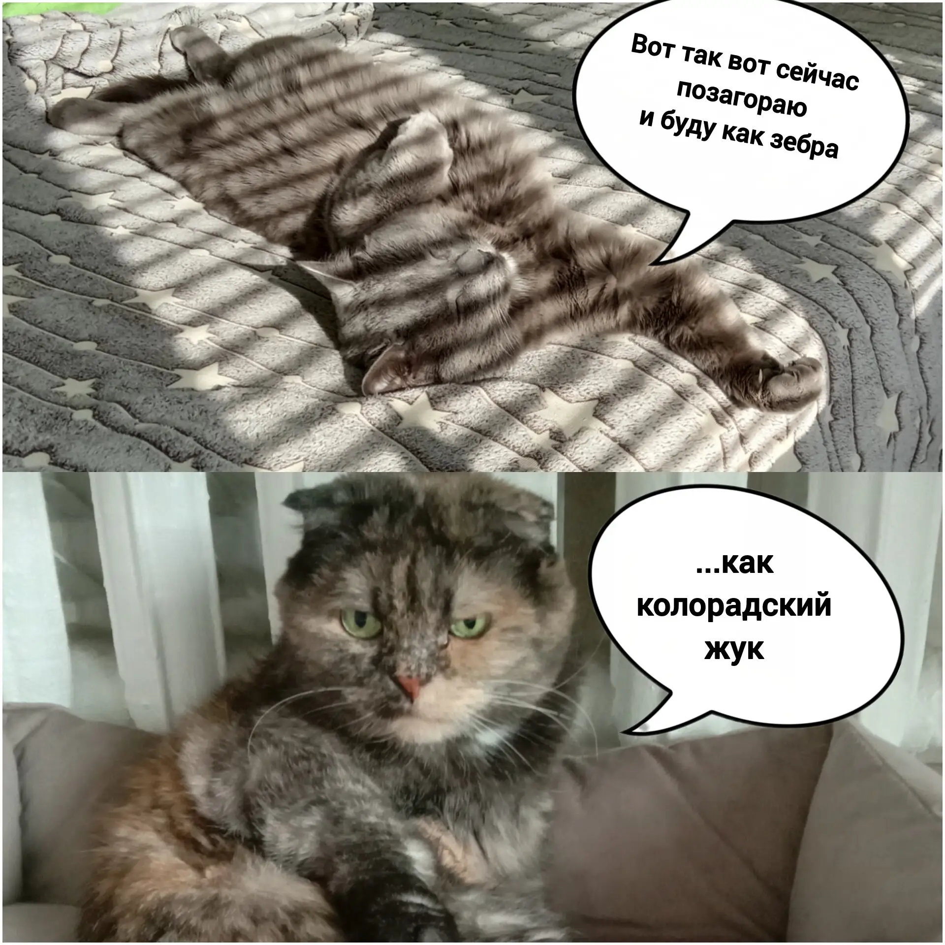 По сути и так колорадский жук😺