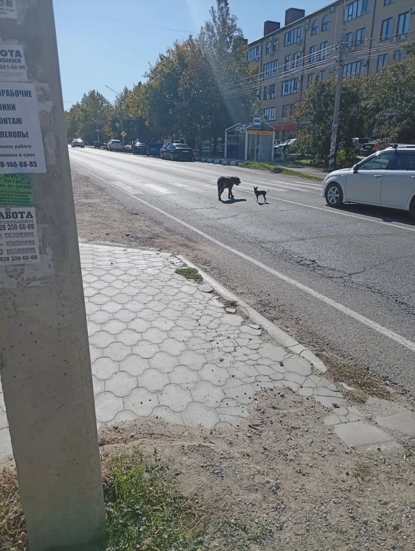 🐾 В Супсехе заметили пару животных без хозяина