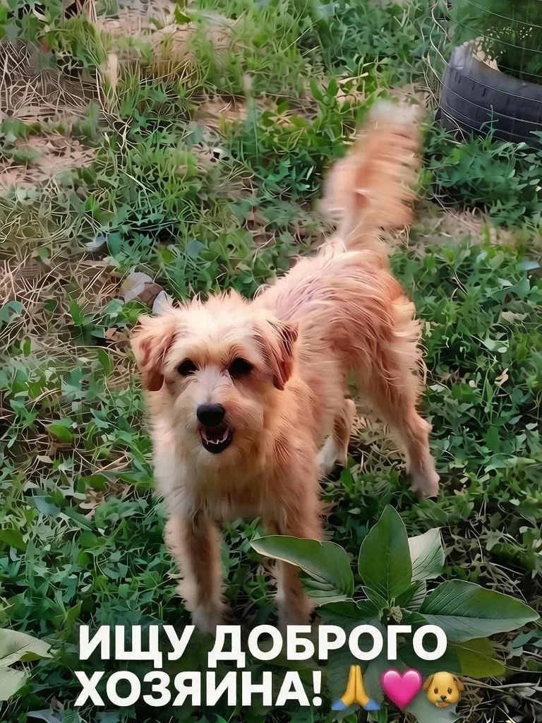 🐕Ищет дом, и самого ответственного хозяина, вот такой замечательный мальчик 🐕☺️.