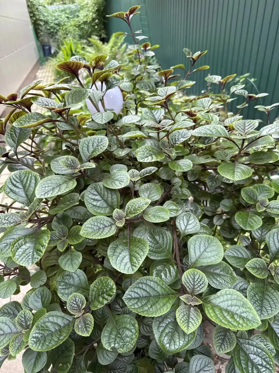 😍 ФОТО-ОТЗЫВ НАШИХ РАСТЕНИЙ! 💚🌿✨