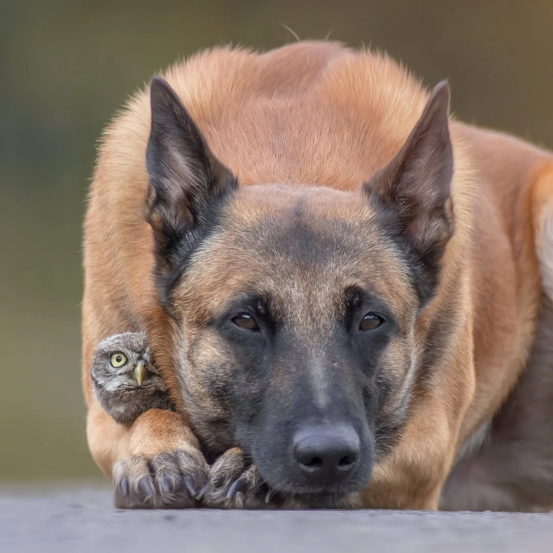 Брось кость и обними сову 🐾🦉  Овчарка Инго и сыч Полди - лучшее, что вы увидите сегодня. Их история 
