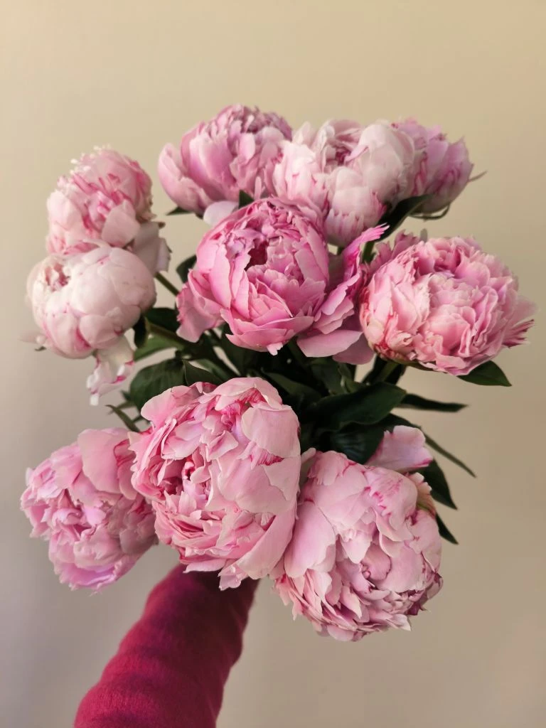 Новое поступление премиум пионов, шикарные бутоны, а какой аромат😍
