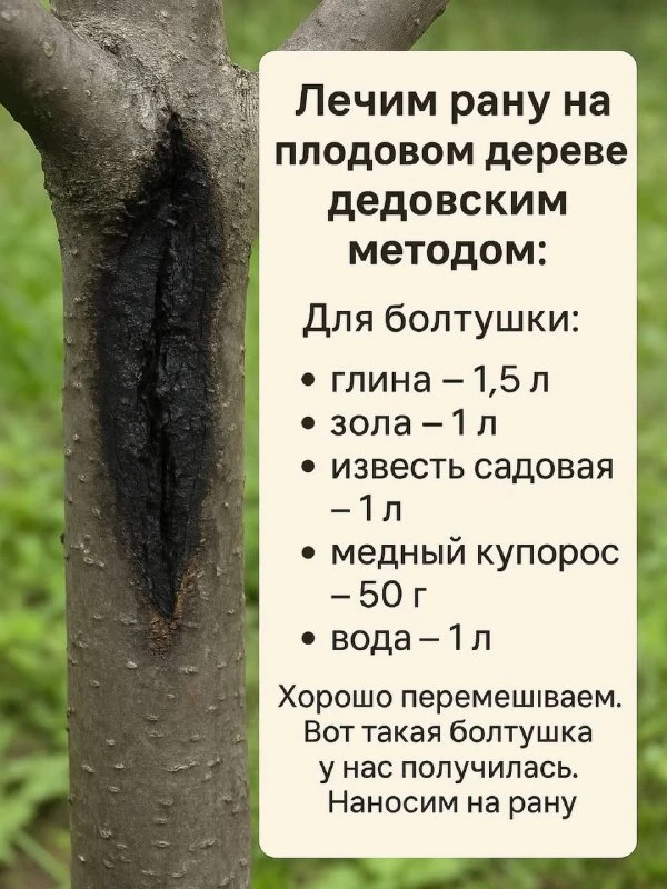 🌳Залечиваем рану на плодовом дереве дедовским способом