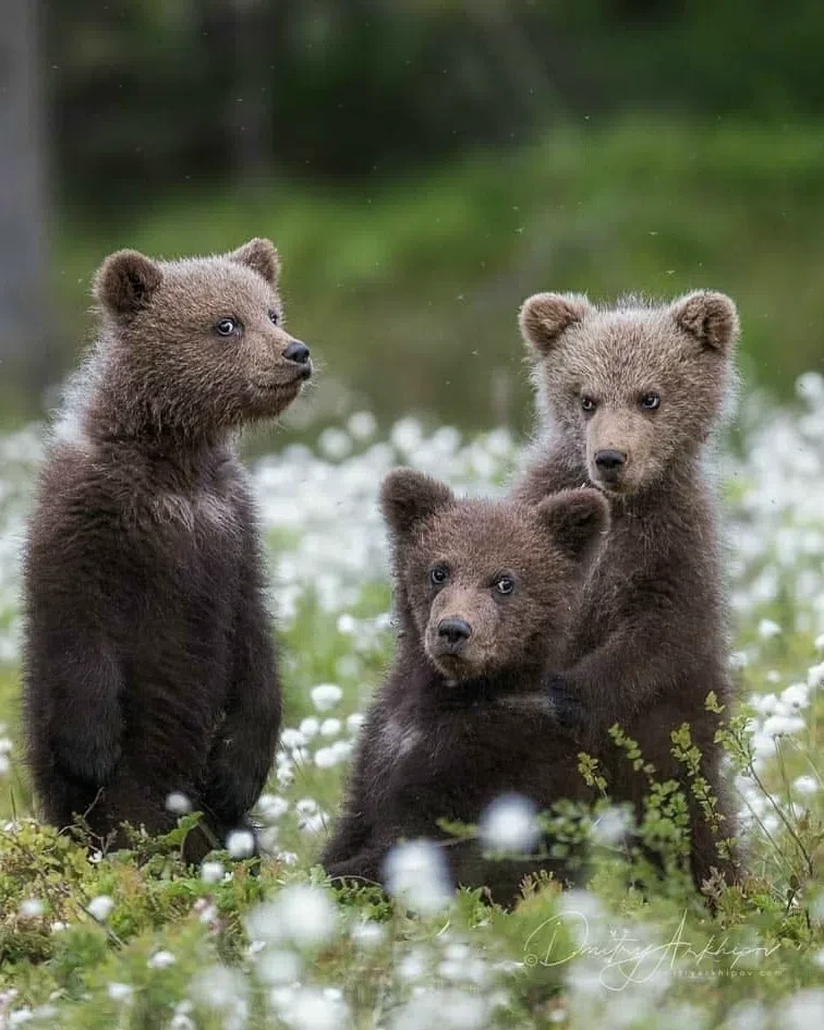 Три мордашки. ☺️🐻 

Благодарим @d.arkhipov