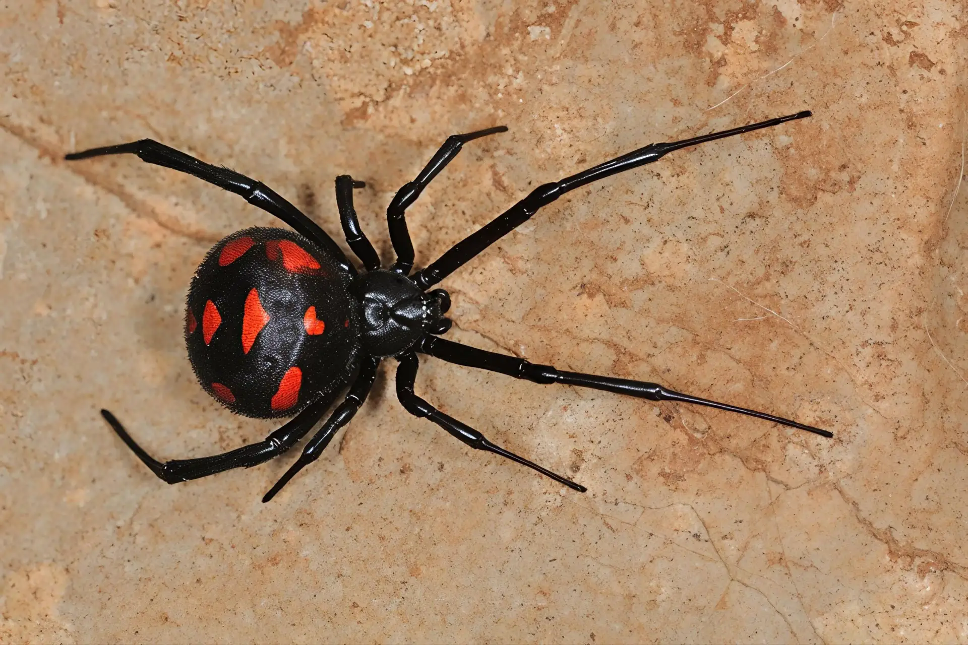🕷В Дагестане водятся опасные пауки каракурты, известные как «чёрные вдовы», сообщил пр...