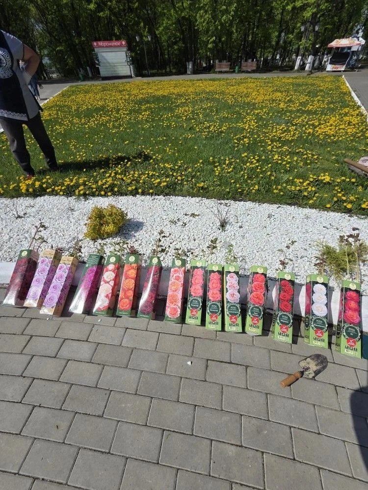 🌹Сегодня в самом центре, у солнечных часов, мы высадили сортовые розы – 15 кустов. Это...