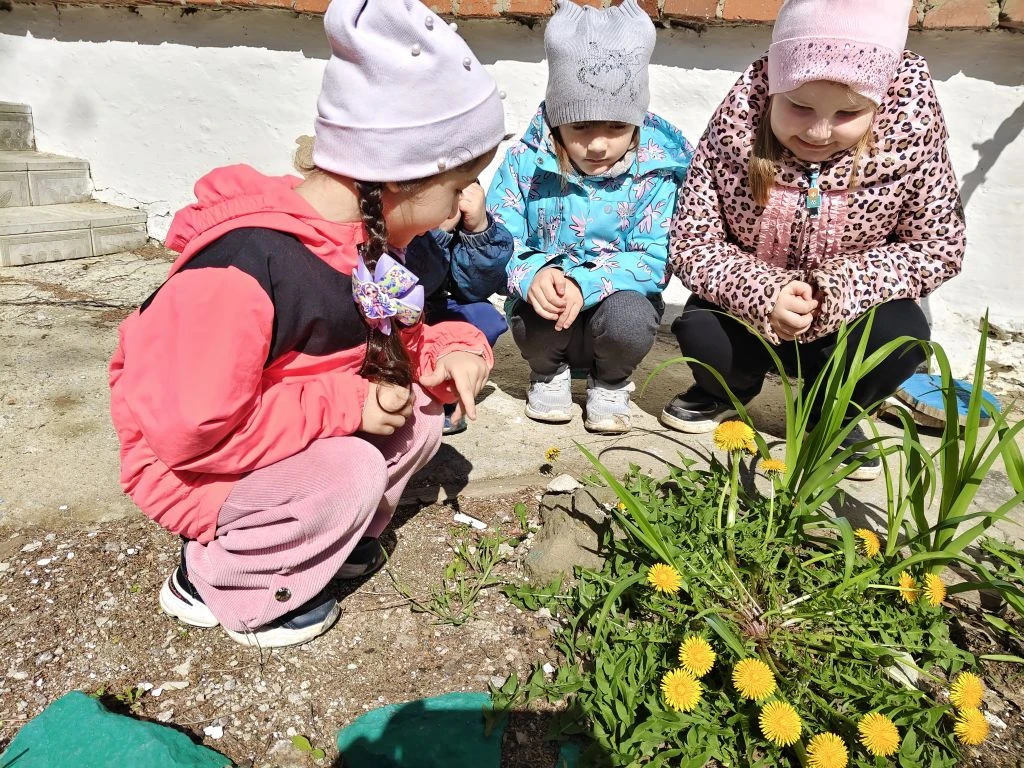 🌼День одуванчика в нашем детском саду.🌼