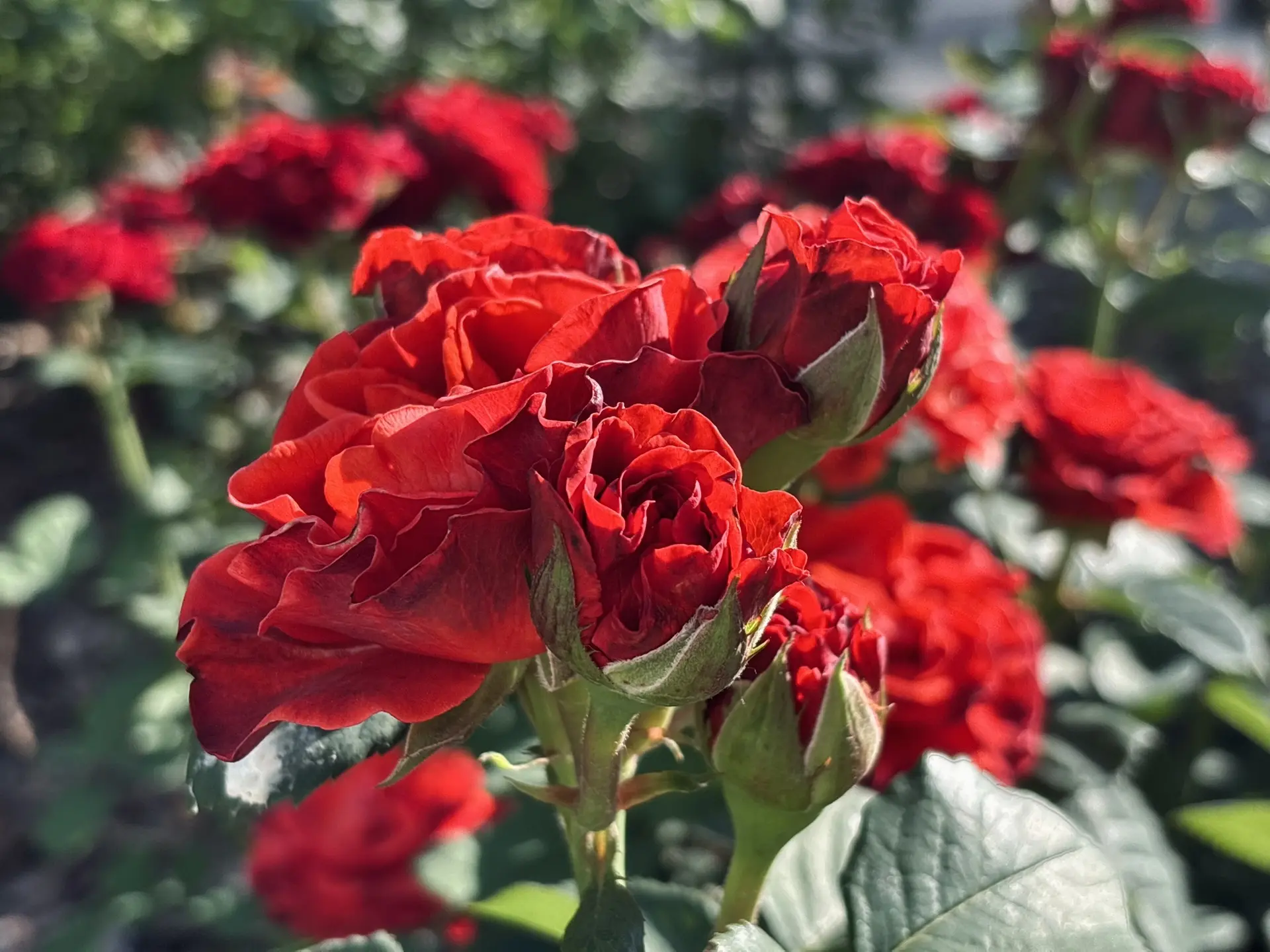 🌹Розарии нашего района будут радовать жителей пышным цветением всё лето

За этой красотой стоит пос