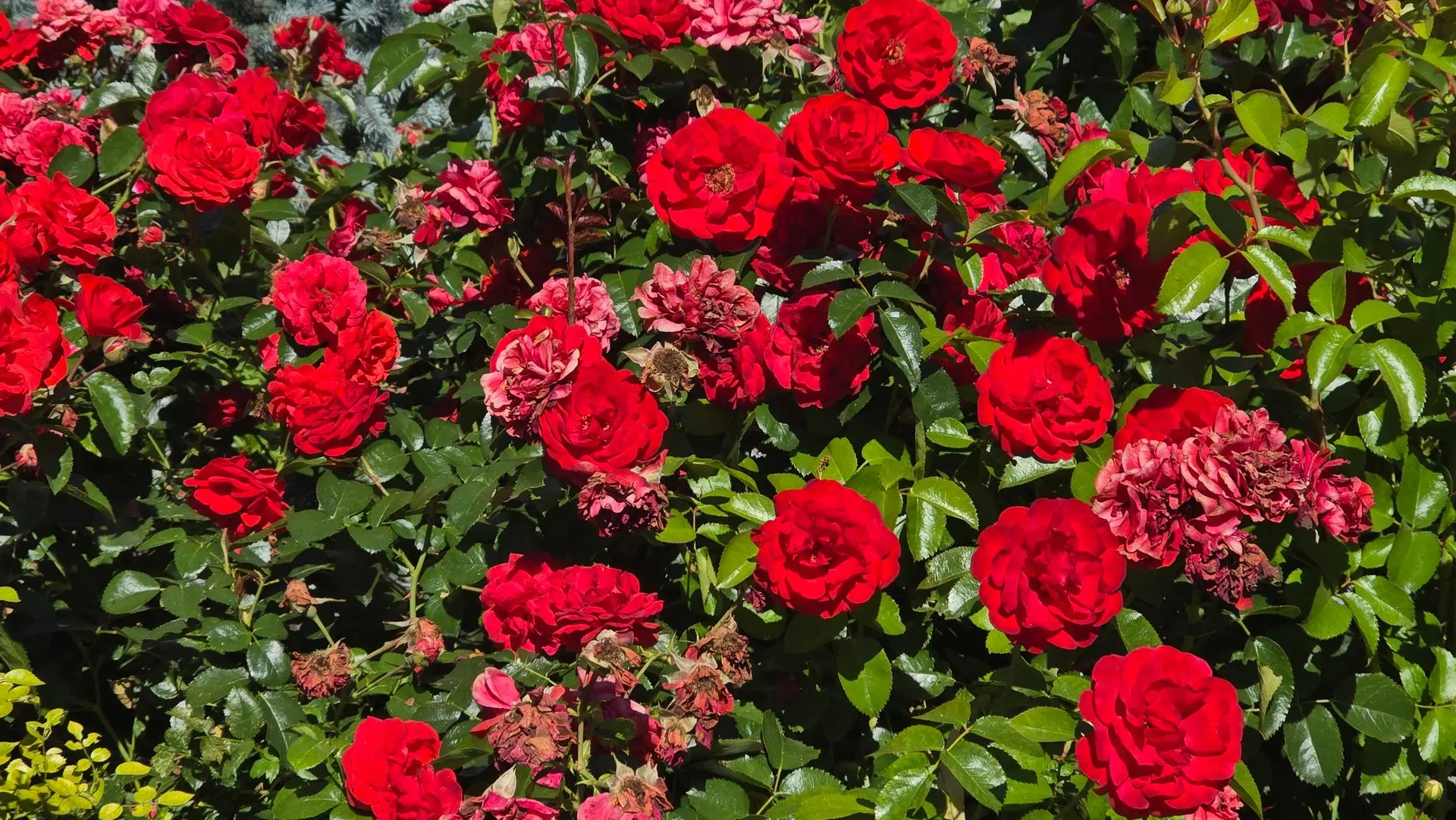 🌹 Самое красивое украшение июля - цветущие розы.