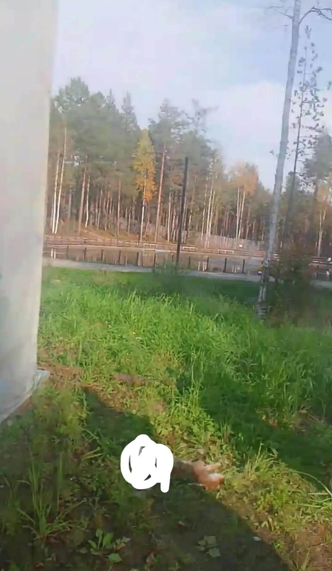 Заяц лежит и разлагается в парке "Лес культуры и отдыха" Около полегона мало людей и эт...