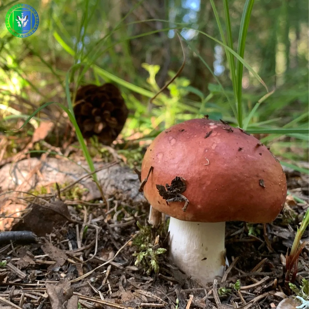 #ГодЗдоровья89: о сезоне тихой охоты
⁣
Один за другим показываются подберёзовики, подосиновики и дру