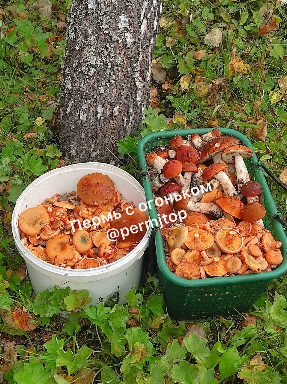 🍄‍🟫Богатство Пермского края