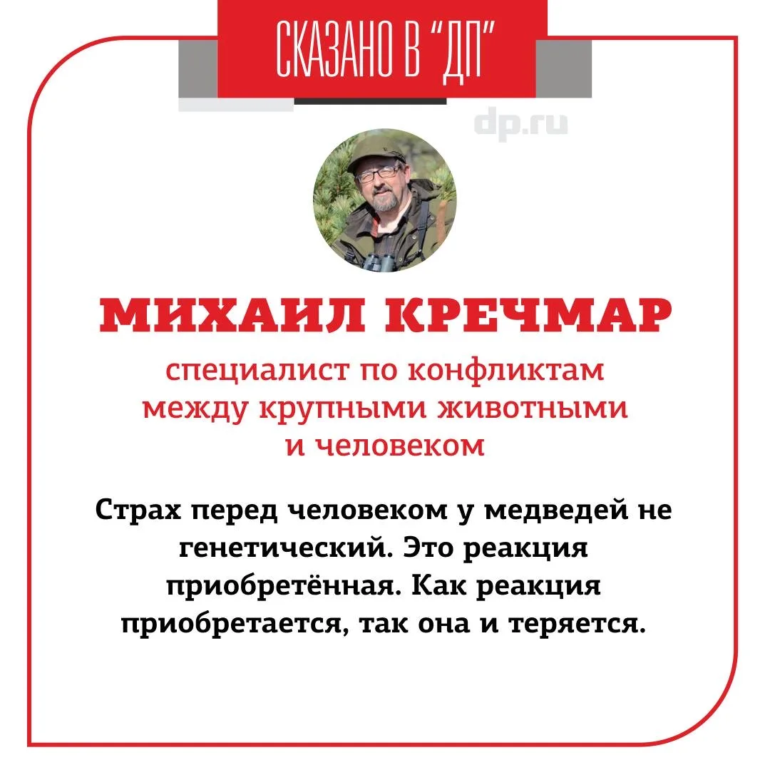 В Ленобласти за неполный год зафиксировали уже 32 случая выхода медведей к людям — в на...