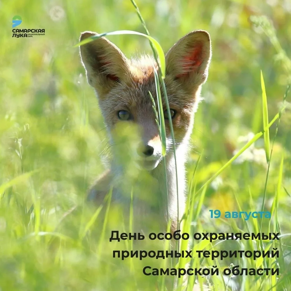 🌿 19 августа — День особо охраняемых природных территорий Самарской области.
