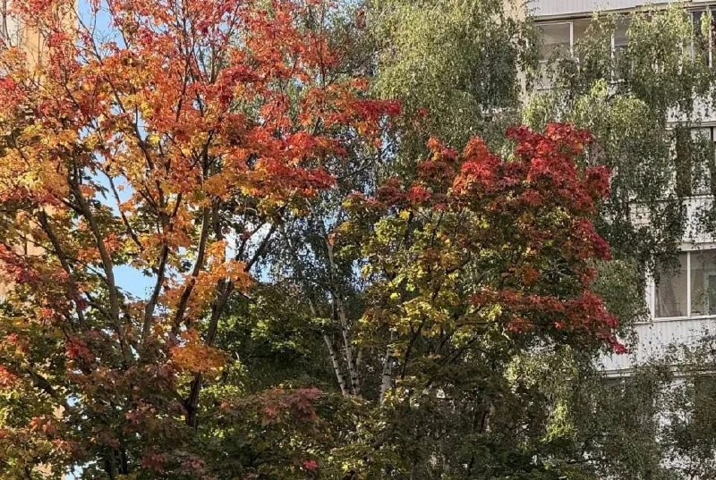 🍁 Клён на Ленской готовится к осени