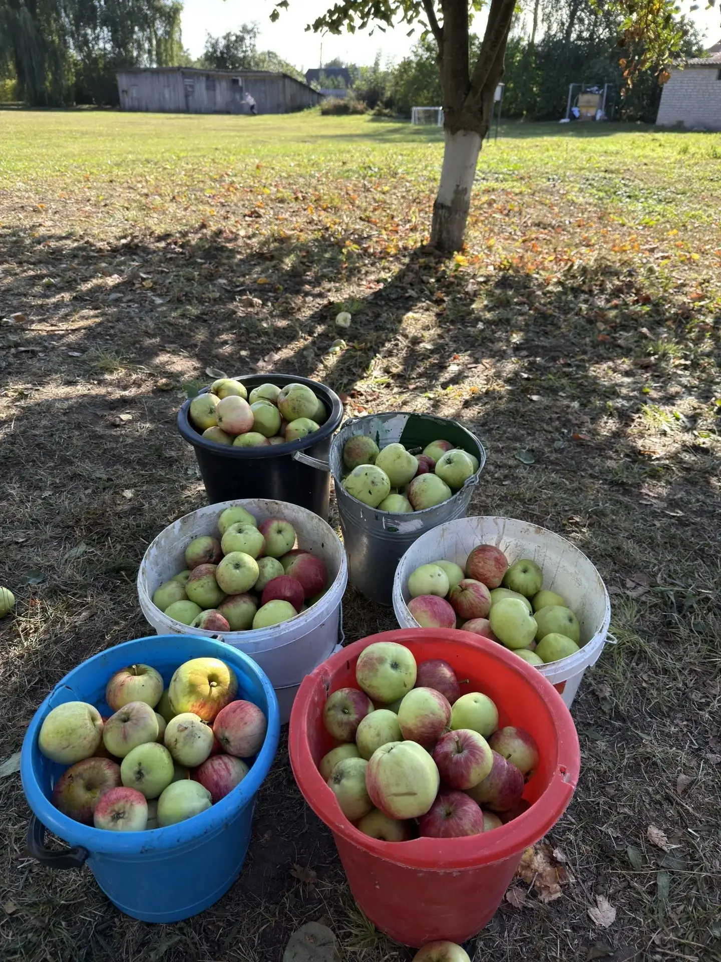 🍏🍎 4 сентября 2026 года в тёплый солнечный день в школьном саду прошла акция по сбору...