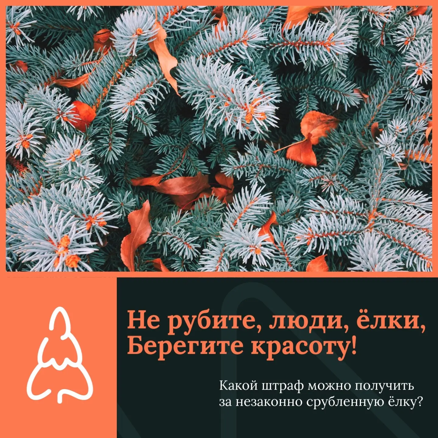 🌲 Встречать Новый год многие по-прежнему предпочитают с живой «настоящей» елкой. У тех...