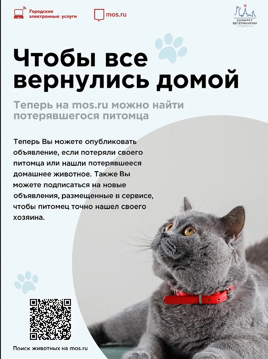🐾 Сервис поиска пропавших и найденных животных