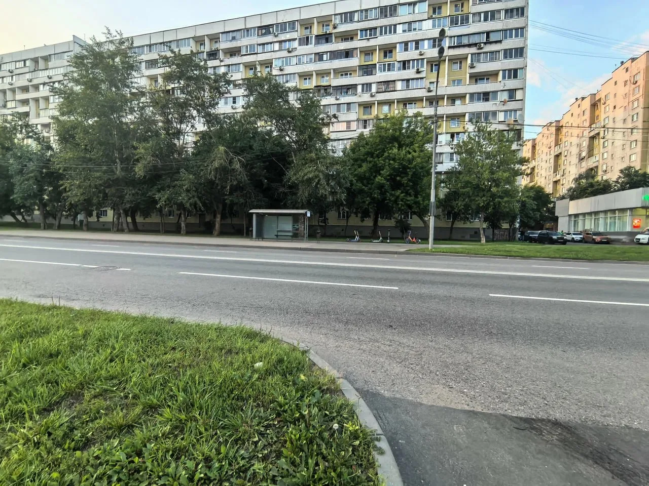 🌳На Берёзовой аллее растут не только берёзы, но и другие деревья!
