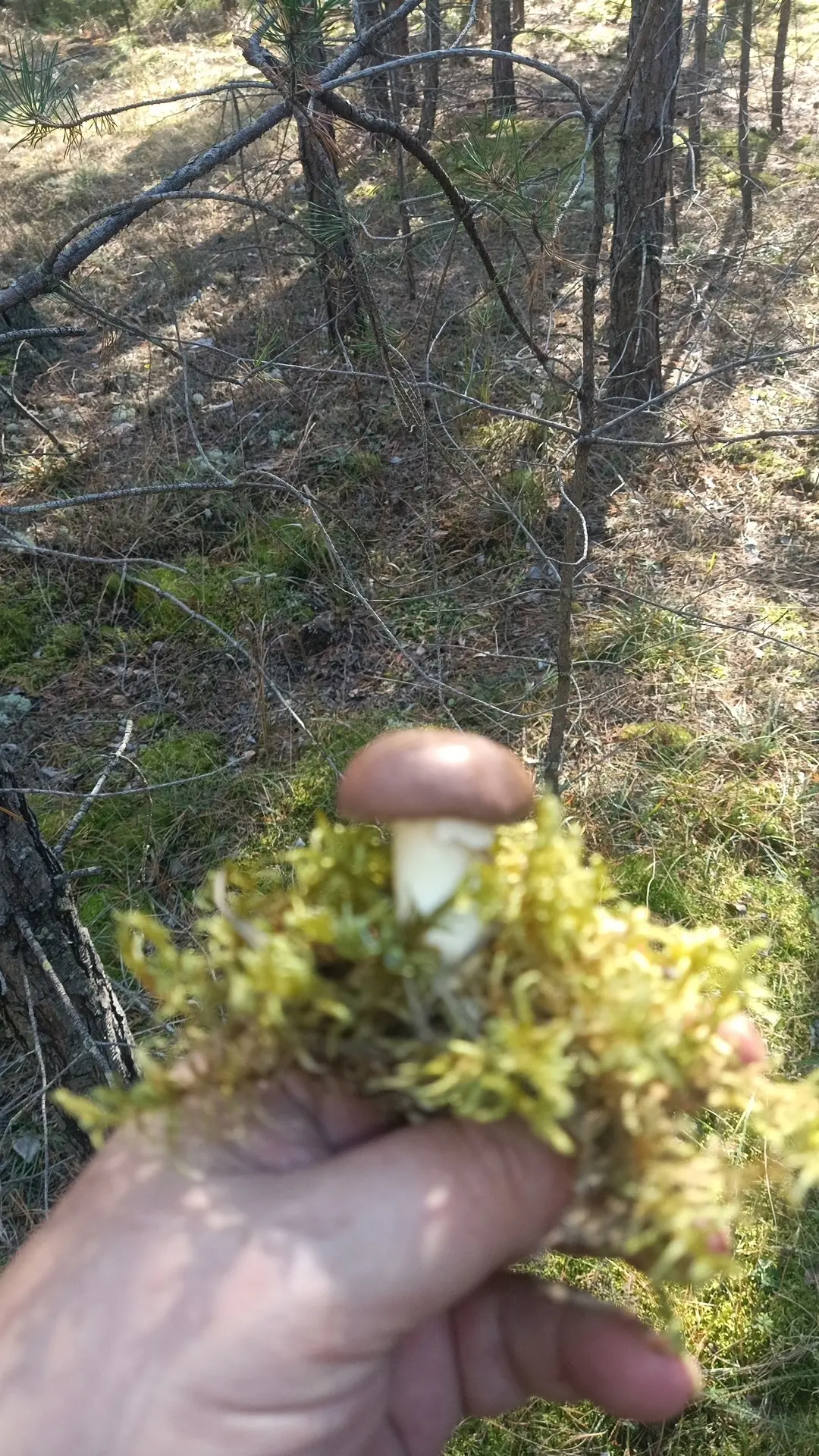 🍄 Сегодняшний поход в лес оказался удачным. Настоящая масляничная революция в октябре....